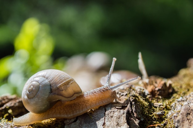 Wild little snail closeup in the green forest with blurred background Spring nature