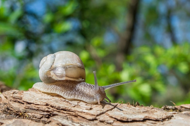 Wild little snail closeup in the green forest with blurred background Spring nature