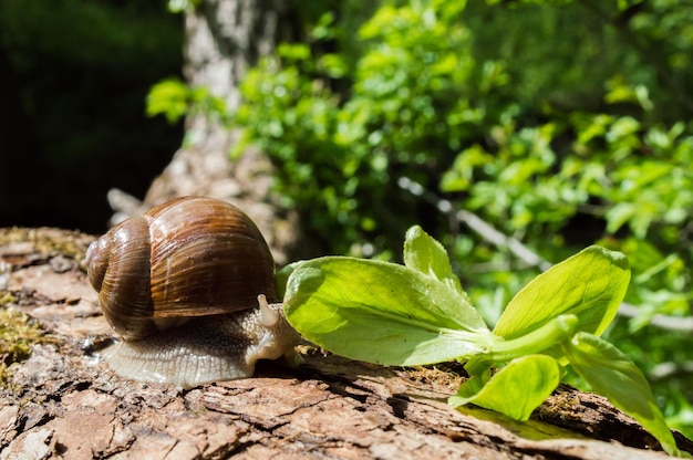 Wild little snail closeup in the green forest with blurred background Spring nature