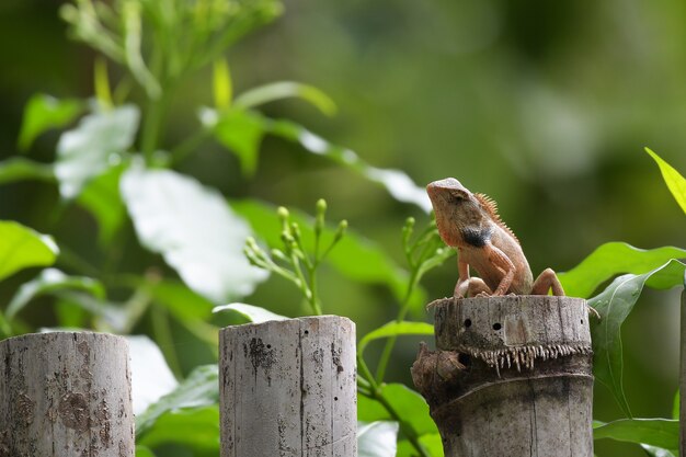 Photo wild lizard