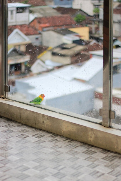 Photo a wild lovebird perched on the balcony of a hotel