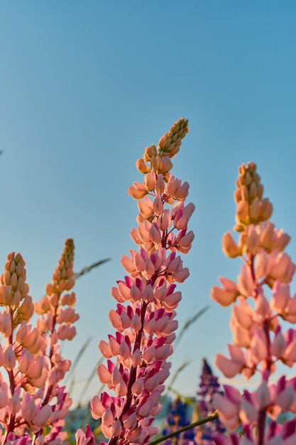 Wild lupine flowers against the blue summer sky summer natural background vertical frame