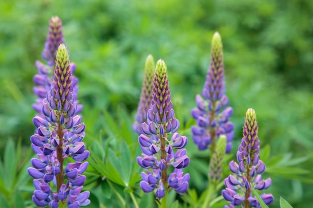 Wild Lupins (Lupinus perennis) flowering by a river in Scotalnd