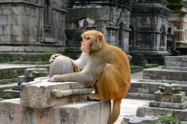 Wild macaque