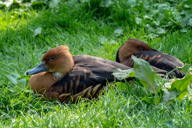 Wild male duck sitting in the green grass