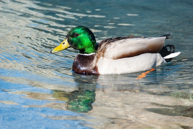 水の中を泳ぐ野生のマガモ