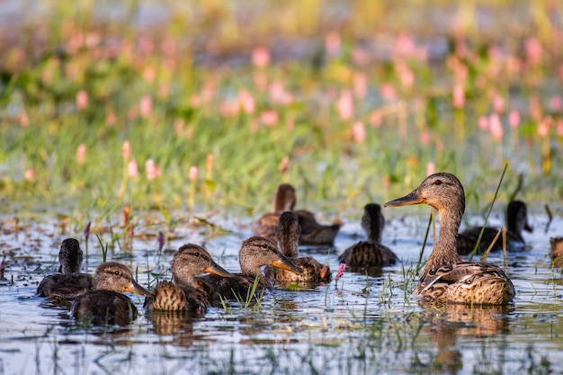 Wild Mallard duck with Ducklings swim in the pond