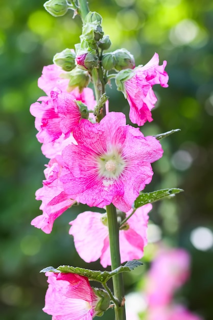 꽃이 만발한 야생 아욱 식물 Althaea officinalis Malva sylvestris 꽃