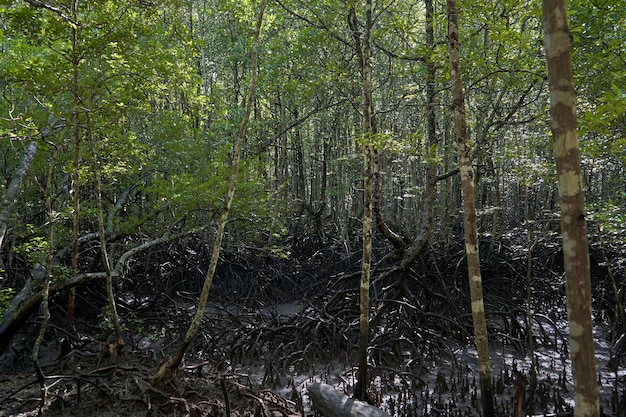 Wild mangrovebos. mangrovebomen.