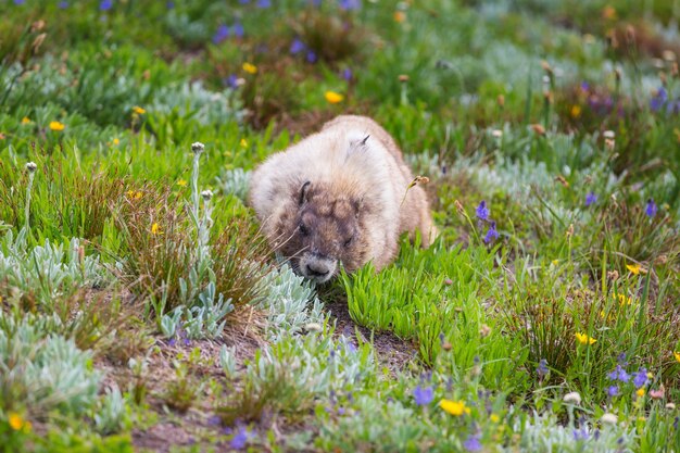 夏の山の自然環境の野生のマーモット。