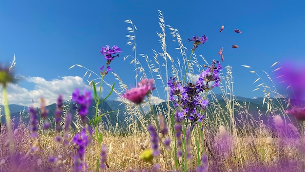 wild meadow  field and colorful flowers at sunset blue sky