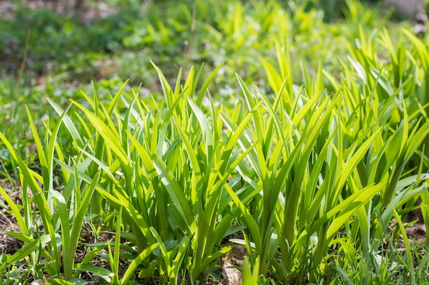 Wild meadow green grass.