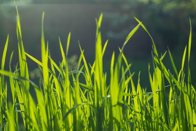 野生の牧草地の緑の草