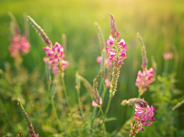 Wild meadow pink flowers on morning sunlight background