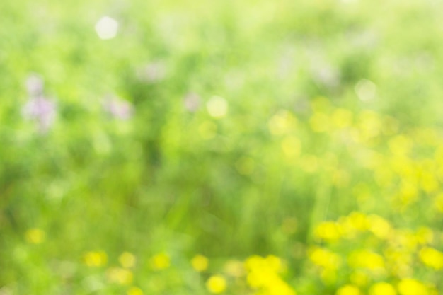 緑の草と黄色の花と野生の牧草地の焦点の合っていないボケ