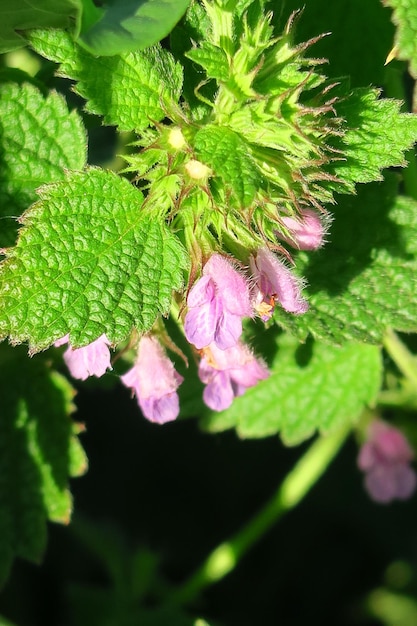 wild medical plant nettle blossoms in the field