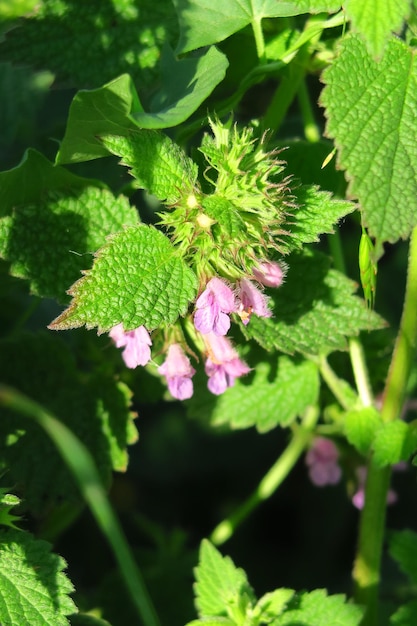 Photo wild medical plant nettle blossoms in the field