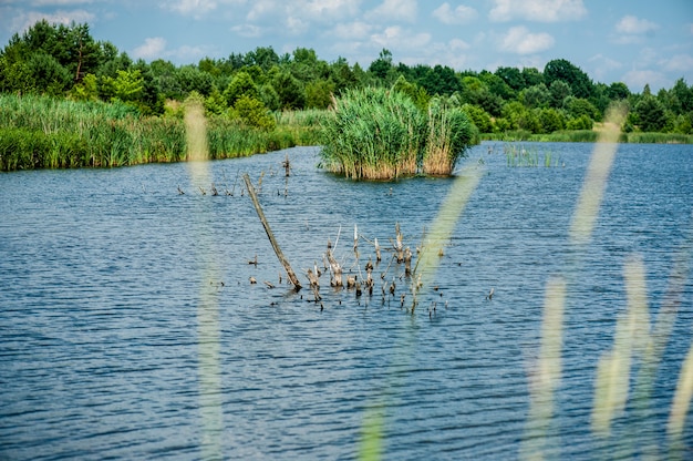 Wild meer in de zomer Blauwe lucht en wolken