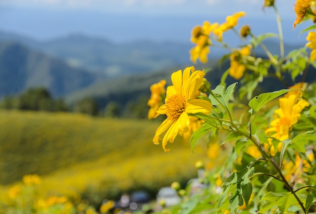 Wild mexican sunflower blooming moutain in Meahongson, Thailand