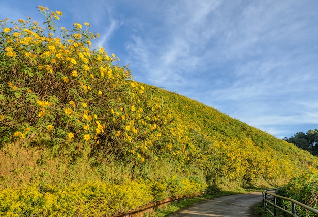 Wild mexican sunflower blooming valley in Meahongson, Thailand