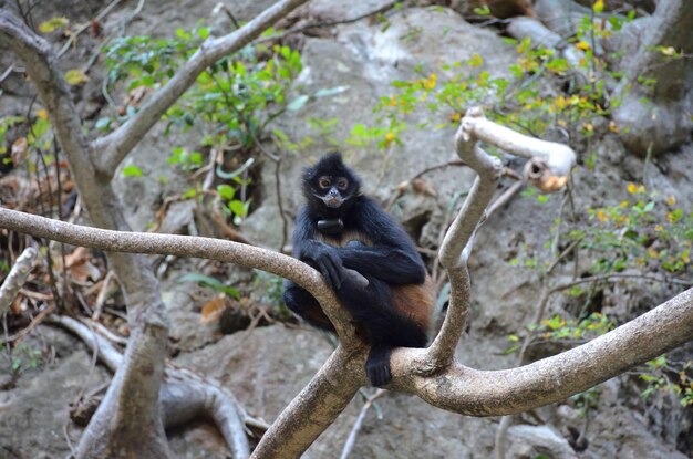 Photo wild monkey in chiapas