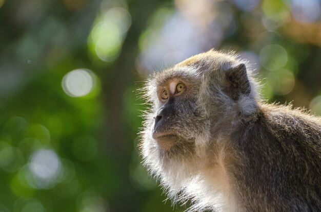 Wild monkey in close up