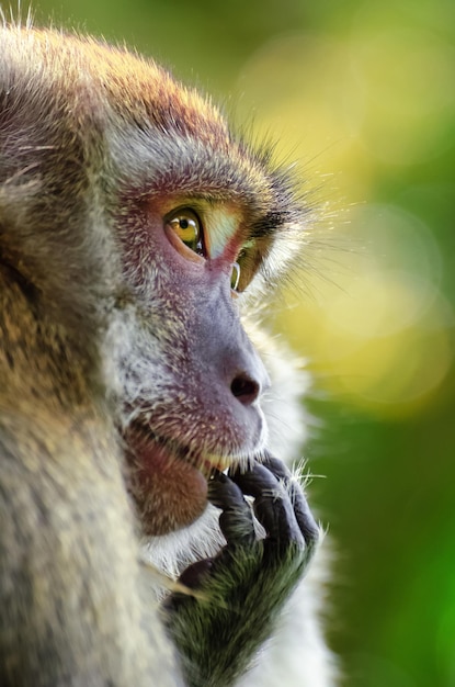 Wild monkey in close up