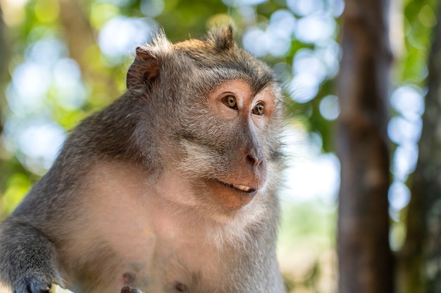 Wild monkey family at sacred monkey forest in Ubud, island Bali, Indonesia . Monkey forest park travel landmark and tourist destination site in Asia where monkeys live in a wildlife environment