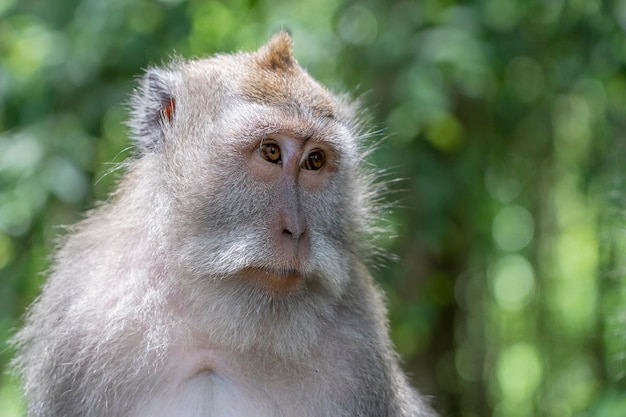 인도네시아 발리 우붓 섬의 신성한 원숭이 숲에서 야생 원숭이 가족