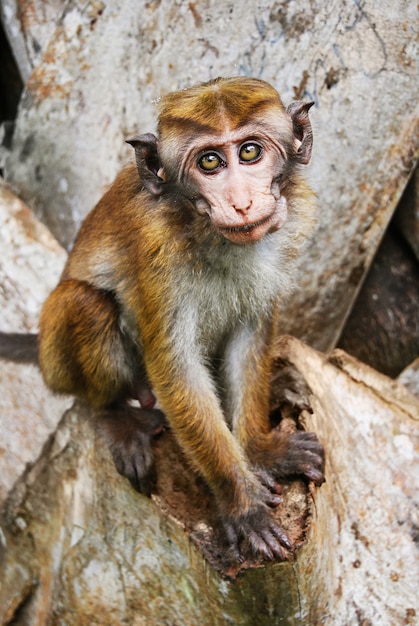 Wild monkey at Sigiriya, Sri Lanka