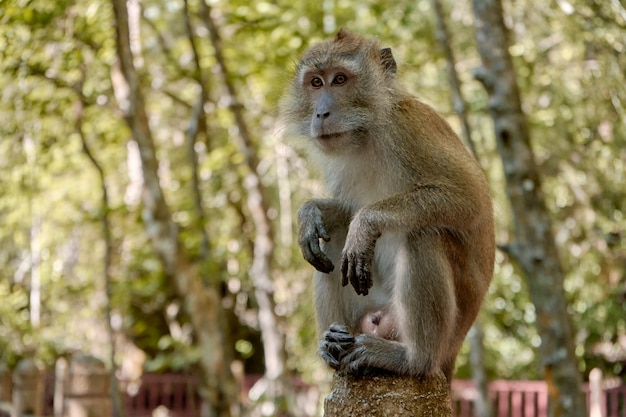 A wild monkey sits on a bridge in the mangrove forest.