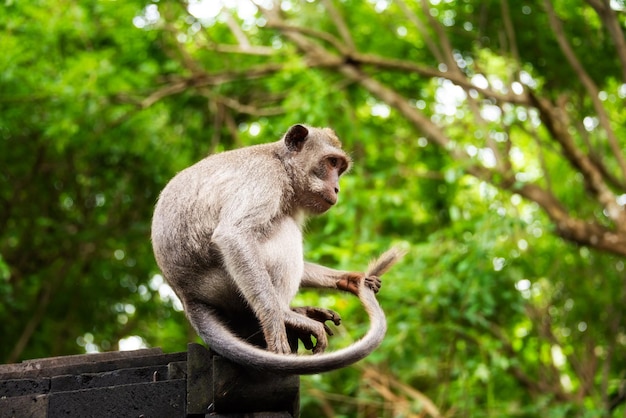 Wild monkey sitting on hindu temple in rainforest on bali indonesia