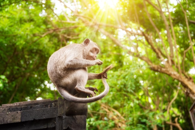 Wild monkey sitting on hindu temple in rainforest on Bali Indonesia