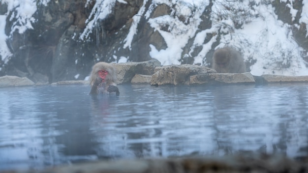 Una scimmia selvaggia che entra in una sorgente termale. la scimmia delle nevi fa il bagno e si rilassa nell'onsen del giappone. macaca fuscata sente il corpo caldo e assonnato. un macaco selvatico che entra in una piscina calda