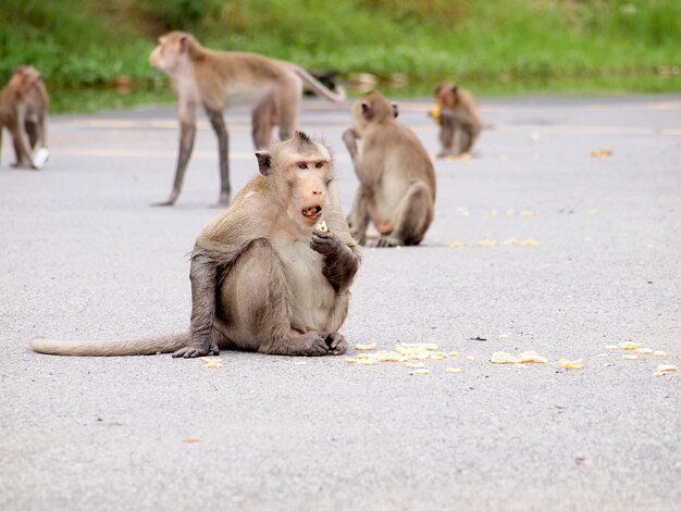 人々の食べ物を食べる野生のサル