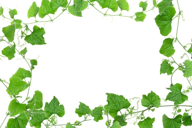 야생 나팔꽃 잎 정글 덩굴 열대 식물 흰색 배경에 고립