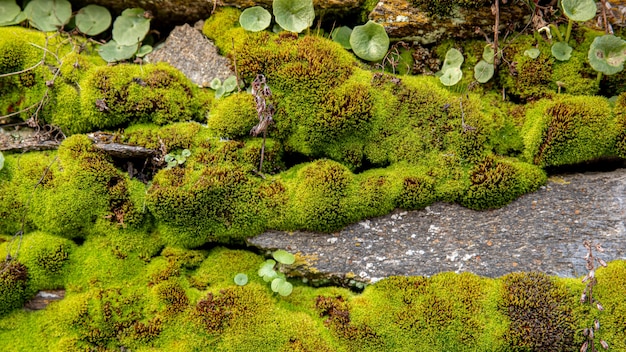 Дикий мох с мелкими растениями и камнем