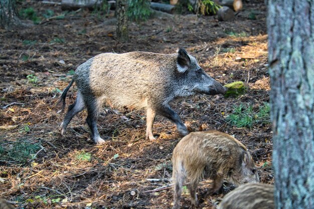 Wild mother with newborn in a coniferous forest