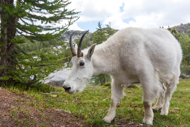 Wild Mountain Goat in Cascade mountains