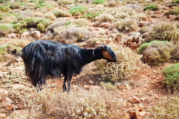 Wild mountain goat among dried grass