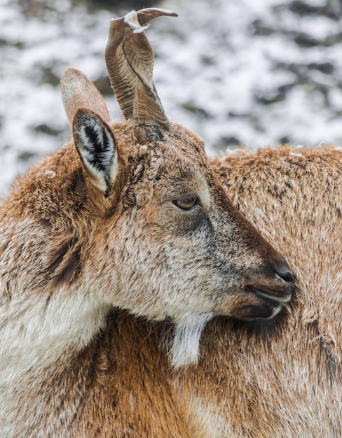 Wild mountain goat