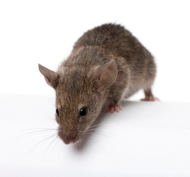 Photo wild mouse looking down isolated