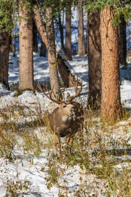 겨울에 눈 덮인 숲에서 먹이를 찾는 야생 노새 사슴.
