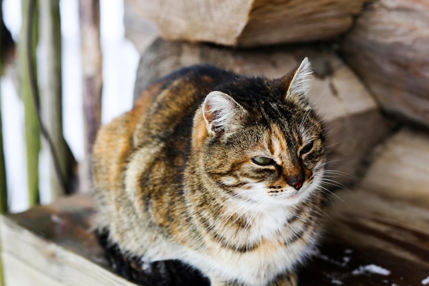 여러 가지 빛깔의 야생 얼룩 고양이 노숙자 고양이가 오래된 통나무 집의 배경에 대해 나무 벤치에 앉아 있습니다. 시골 풍경 시골 겨울 사진
