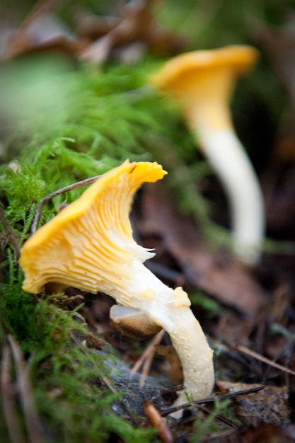 Wild mushroom on the forest ground