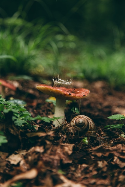 Wild mushroom in the forest, natural food, summer harvest.