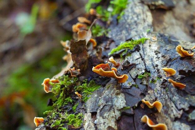 Foto funghi selvatici nella foresta