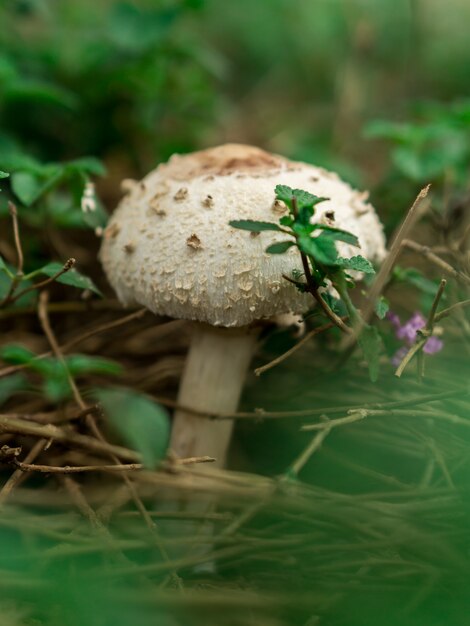 A wild mushroom in the green environment