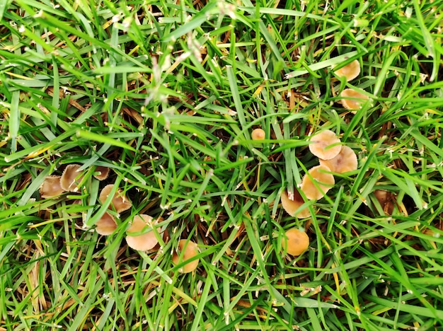 잔디밭에서 자라는 야생 버섯은 상태가 좋지 않아 유지 관리가 필요합니다.