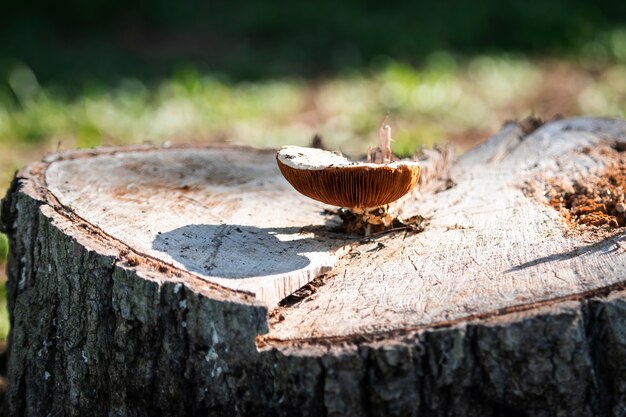 Photo wild mushroom grows on the stump in the bright autumn sun light